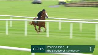 Lot 1 - c. Palace Pier x Flora Danica Lot 1 - c. Palace Pier x Flora Danica