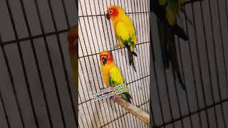 Top Pet Birds For Sale | Parrots, Finches & Lovebirds Collection"Rs.38000/ breeder pair #birds
