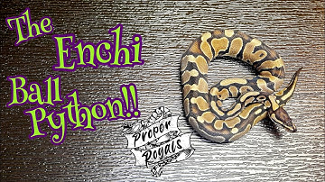 Take a close up look at The ENCHI Ball Python morph.