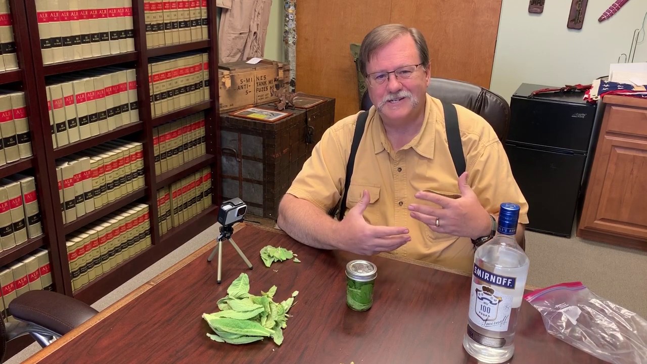 Mullein Identification and Use - Including treatment for respiratory problems