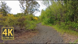 Colorful Woodlands Nature Walk 4K (With Ambient Nature Sounds And Music)