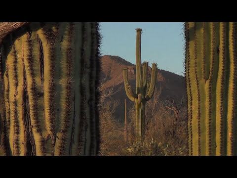 Vídeo: Quant de temps viu un cactus saguaro?