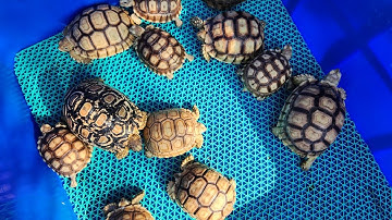 Rùa cạn ăn tại Ú Ù P.S CPC ngày 21/4/2025