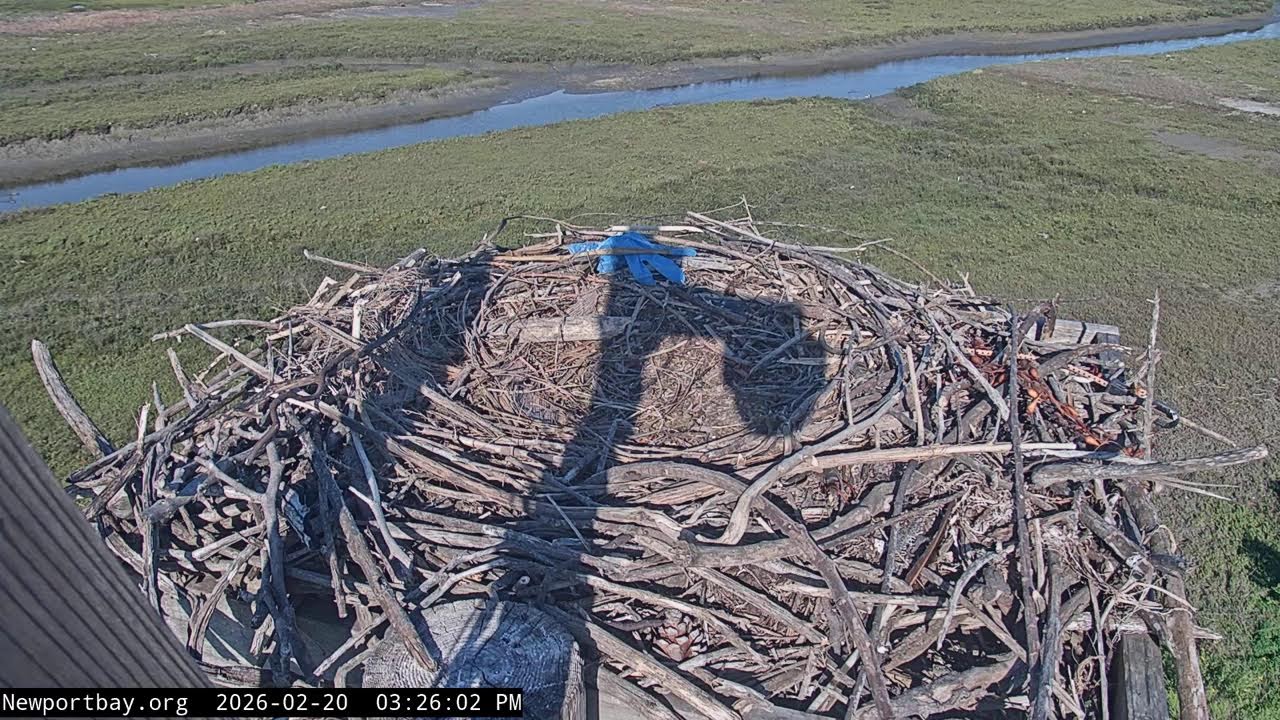 Upper Newport Bay Osprey Camera, Back Bay Science Center, Newport Beach, California