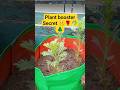 Plants Fast Grow Karne Ka Desi Jugaad 🌿 | 100% Working #PlantGrowth#FastPlantGrowth#DesiJugaad