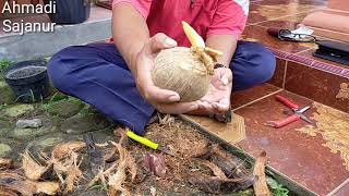 Buat BONKLA (Bonsai Kelapa) #Media Air #Pot Botol Mineral Bekas.