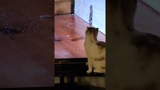 use this audio as last video of your pet!