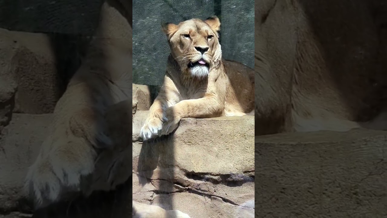 lion artis amsterdam/annemarievervuurt/2022 