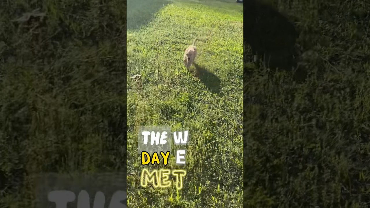 Maverick The Doodle Changed My Life! 