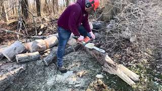 Kicking Dead Ash - Cleaning Up Big Tree Stihl and Deutz Allis to the Rescue