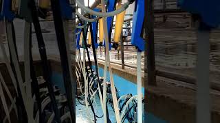 🐄 Amazing Dairy Farming | Modern Cow Farm &amp; Fresh Milk Production