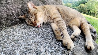 【眠り猫】ベロを出したまま眠るキジトラ猫と寝顔もイケメンなパステルサビ猫