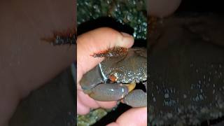 Crabs Hunting crab  crabhunting kingcrab catchingcrab mudcrabs alimango