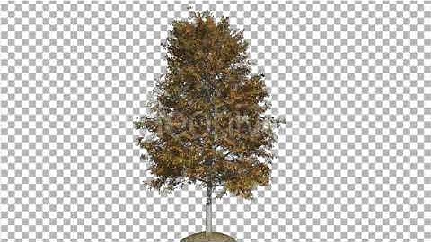 Shingle Oak Tree is Swaying at the Wind Yellow | Motion Graphics - Envato elements