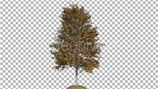 Shingle Oak Tree is Swaying at the Wind Yellow | Motion Graphics - Envato elements