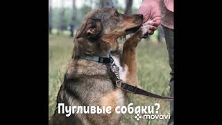 Пугливые собаки в приюте - стоит ли брать? Пугливые собаки в приюте - стоит ли брать?