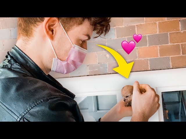 Süße Pomeranian Welpen kaufen - Jetzt Ihren Traumhund finden! 3 sddefault