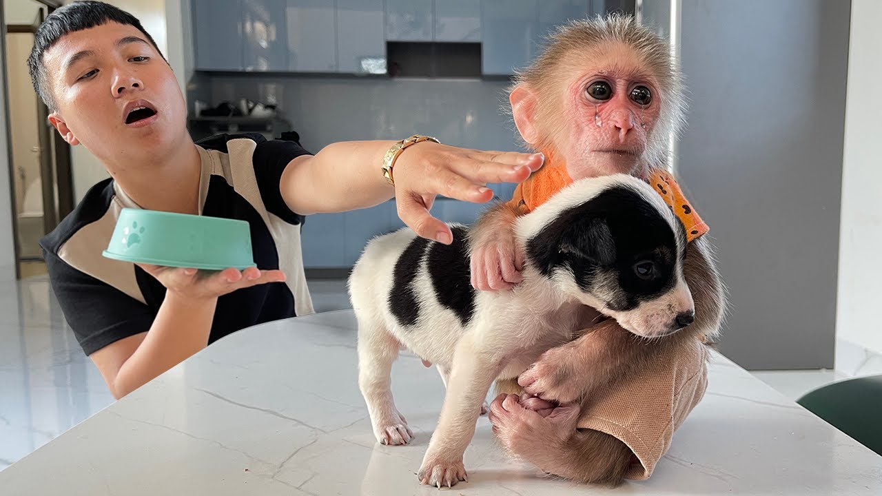 Cubis's Last Meal as Says Goodbye Puppy! 😭 - YouTube
