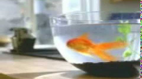 Why should  learn languages? Funny commercial