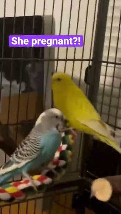 PREGNANT BUDGIE?!