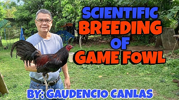 RECURRENT RECIPROCAL SELECTION BY: FLOYD GURLEY