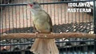 Idolanya masteran tembakan kasar kapas tembak