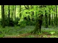 Relaxing forest birdsong nature sounds for sleepingbirds chirping studying soundcalm bird singing