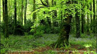 Relaxing Forest Birdsong Nature Sounds for Sleeping-Birds Chirping Studying Sound-Calm Bird Singing