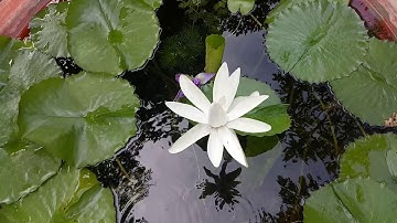 Nuôi cá bảy màu và cá hồng kim trong chậu xi măng trồng hoa súng 2018