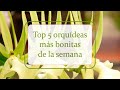 Top 5 | Orquídeas más bonitas de la semana