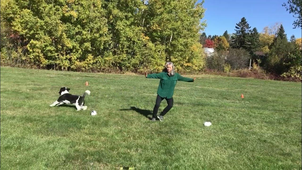 Our complete music routine with my Portuguese Water Dog. YouTube