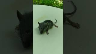 Michael Jacksons - Ben