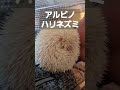 アルビノハリネズミ