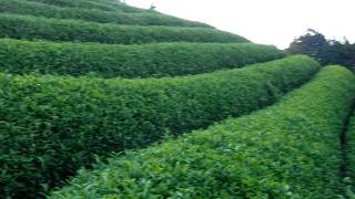 真夏の茶畑 at 京都・和束 Tea farm in Summer at Wazuka Kyoto Japan