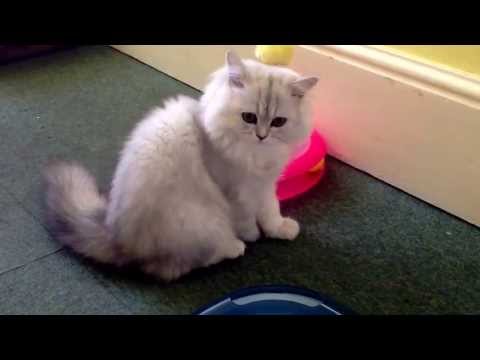 Persian Chinchilla Kitten