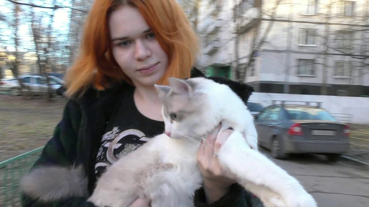 клуб кошек хабаровск Клуб полудлинношерстных кошек ВАН системы PCA