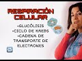 RESPIRACIÓN CELULAR: Glucólisis. Ciclo de Krebs. Cadena de transporte de electrones