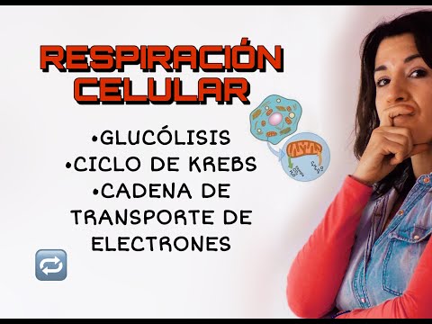 Vídeo: Què és el cicle de Krebs en termes senzills?