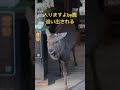 隙を見て入ったら、直ぐに見つかって追い出される鹿。　#shorts #奈良公園　#奈良の鹿 #deer