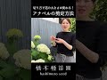 アナベルの剪定【切り方で花の大きさが変わる？！】 #shorts