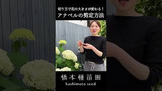 アナベルの剪定【切り方で花の大きさが変わる？！】 #shorts