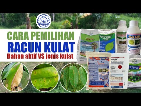 Video: Penyakit Daun Avocado - Maklumat Mengenai Tompokan Daun Alga Avocado