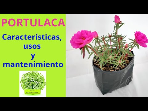Video: Plantas de Portulaca - Cómo cultivar la flor de Portulaca