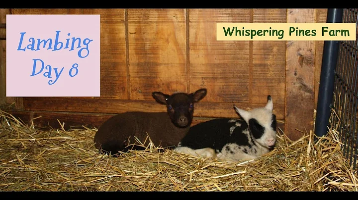 Day 8 - Lambing at Whispering Pines Farm - the ram...
