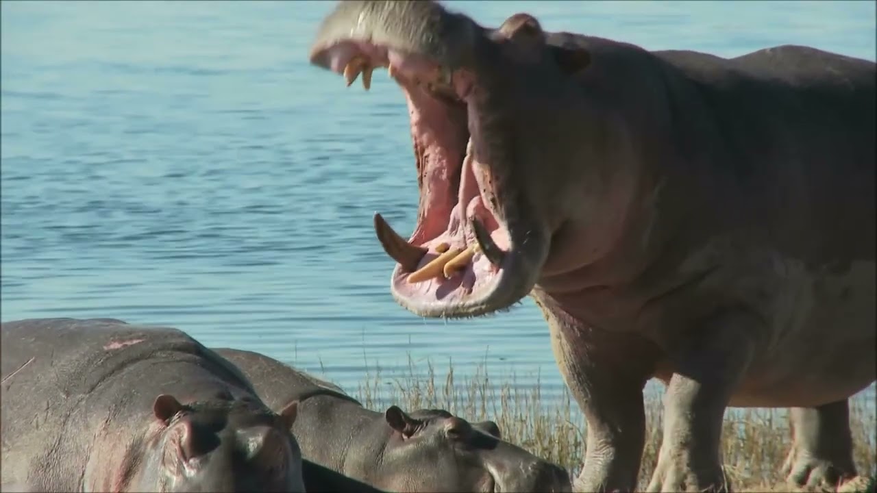 Osječki ZOO sprema se za dolazak ponajvećih kopnenih sisavaca