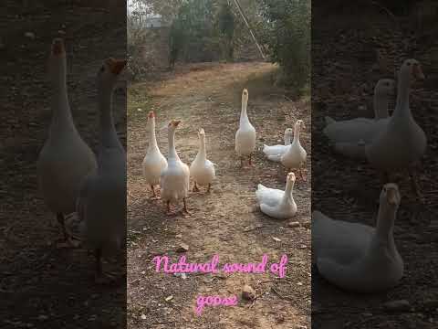 Goose Sounds