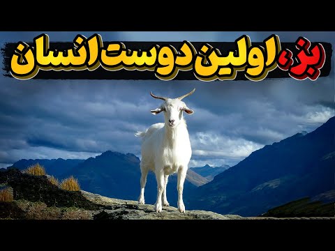 تصویری: گیک ها انسان هستند یا حیوان؟