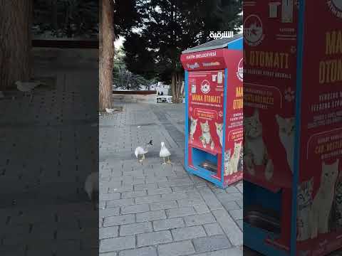 نورس مشاكس يقلد صوت القطة للحصول على طعام في إسطنبول