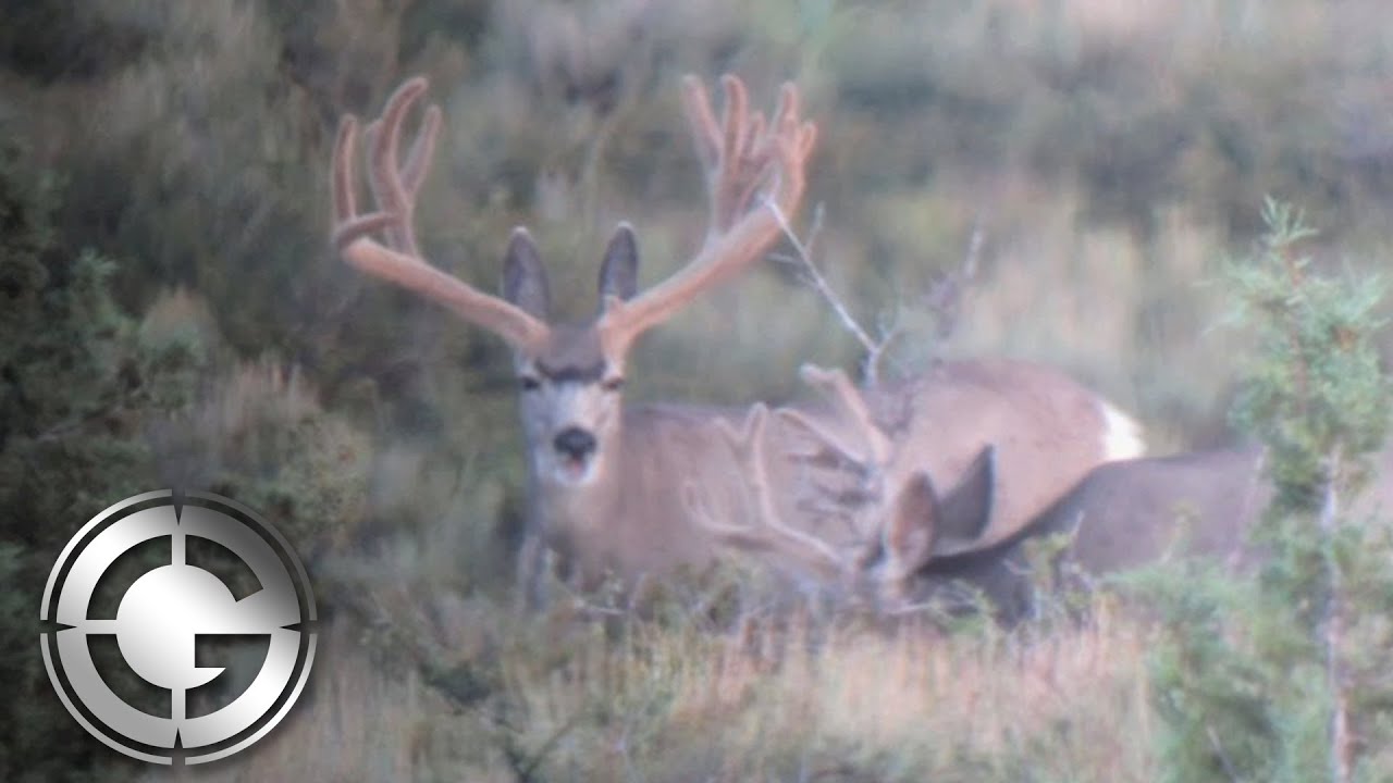 200 Inch Mule Deer