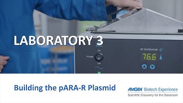 Laboratory 3: Building the pARA-R Plasmid